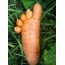 Carrot shaped legs