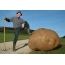 Giant potato