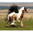 Красиви коне