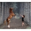 Horse with a girl in the forest