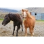 تصویر شاد در مورد اسب ها