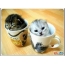 Kittens in cups