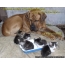 Dog and kittens