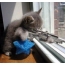 Kitten is a sniper