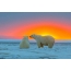 Polar bears on sunset background