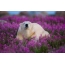Dipper, purple flowers