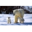 White bear with cubs