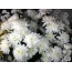 The picture on the screen saver white chrysanthemum