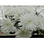 Screensaver on the desktop chrysanthemum