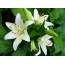 White Lily shafuka