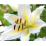 White lily on the desktop