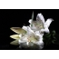 White lily on a black background