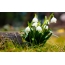 Spring and snowdrops