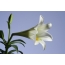 White lily on a blue background