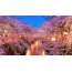 Sakura has blossomed