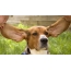 Basset Hound's long ears
