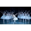 Ballet Swan Lake"