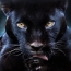 The muzzle of the black panther on the desktop