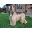 Afghan Hound in nature