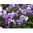 Lilac Pansies