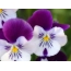 Purple-White Pansies
