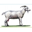 Goat on a white background