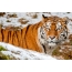 Amur tiger on the desktop
