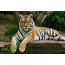 Wallpaper tigre