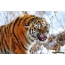 Ang Amur Tiger mibutang sa iyang mga ngipon
