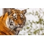 Amur tiger on a headband