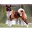 Picture on your desktop American Akita