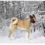 American Akita in the winter forest
