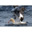 Albatross with prey