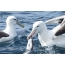 Albatross with fish in its beak