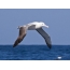 Albatross در پرواز