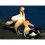Pair of albatrosses