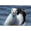 خنده دار Albatross