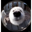 Orku funny pictures Samoyeds