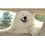 Orku funny pictures Samoyeds