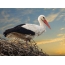 Stork in the nest, sunset