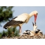 Stork feeds chick
