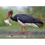 Black Stork with prey