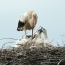 Stork and chicks