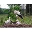 Stork with chicks