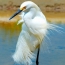 Beautiful white stork