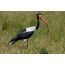 Black Stork with a snake in its beak