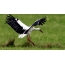 Picture for screen saver Stork