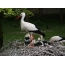 Stork with chicks