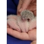 Novonarodené ježkovia (21 fotografií)