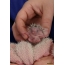 Ouriços recém-nascidos (21 fotos)